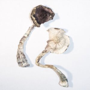 Psilocybin